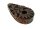 Purpfeife Holzpfeife geschnitzt , flach L 8 cm